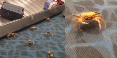 Crabs