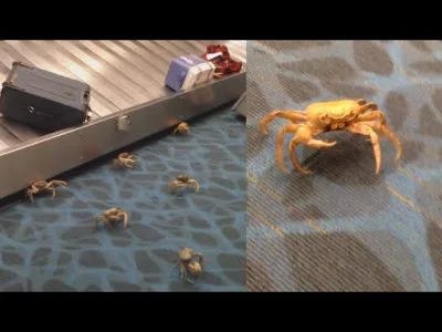 Crabs